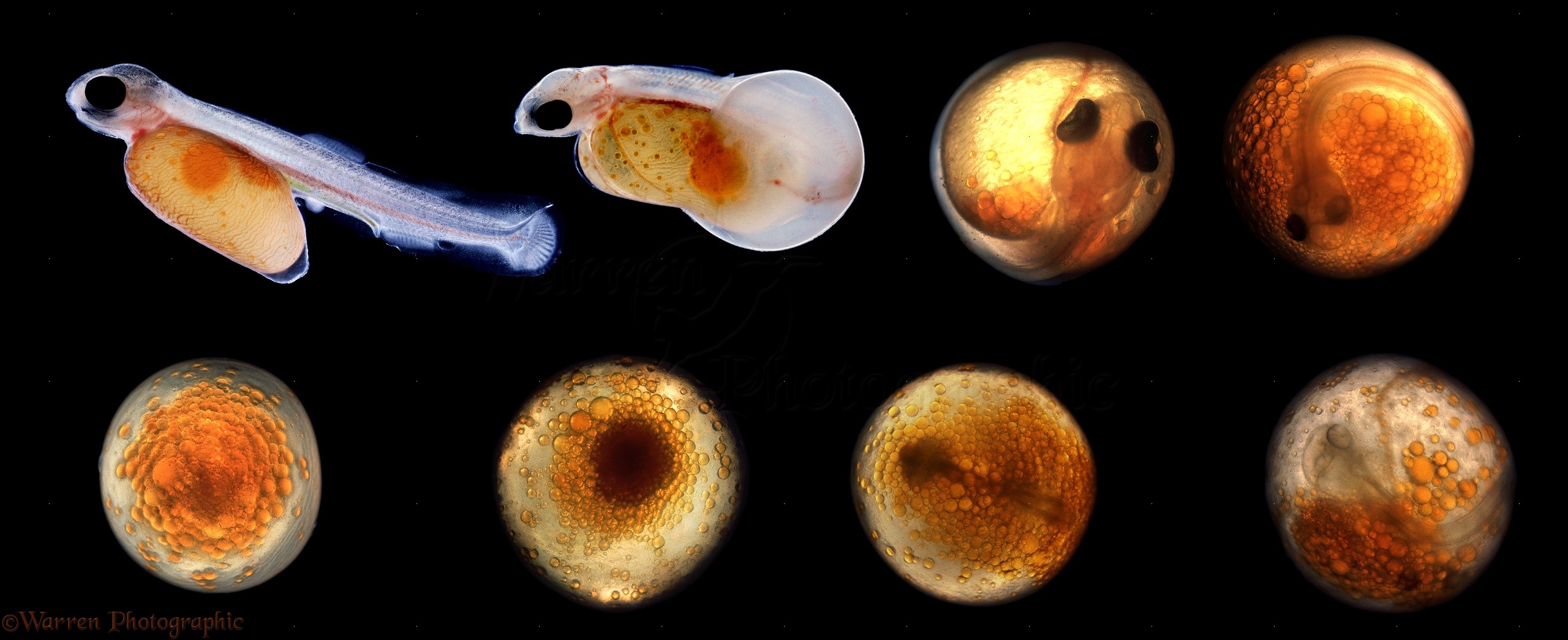 https://www.warrenphotographic.co.uk/photgraphy/bigs/09197-development-of-rainbow-trout-egg.jpg