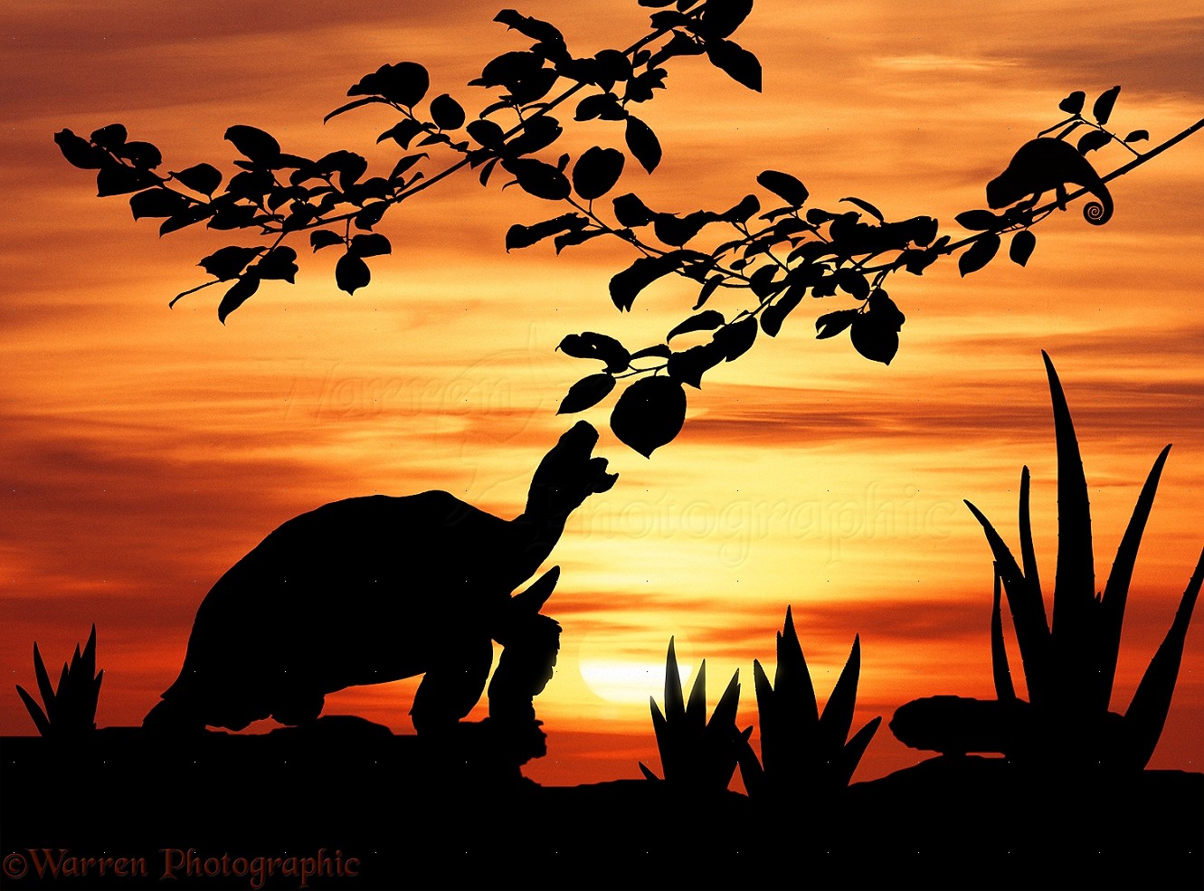Sunset Tortoise