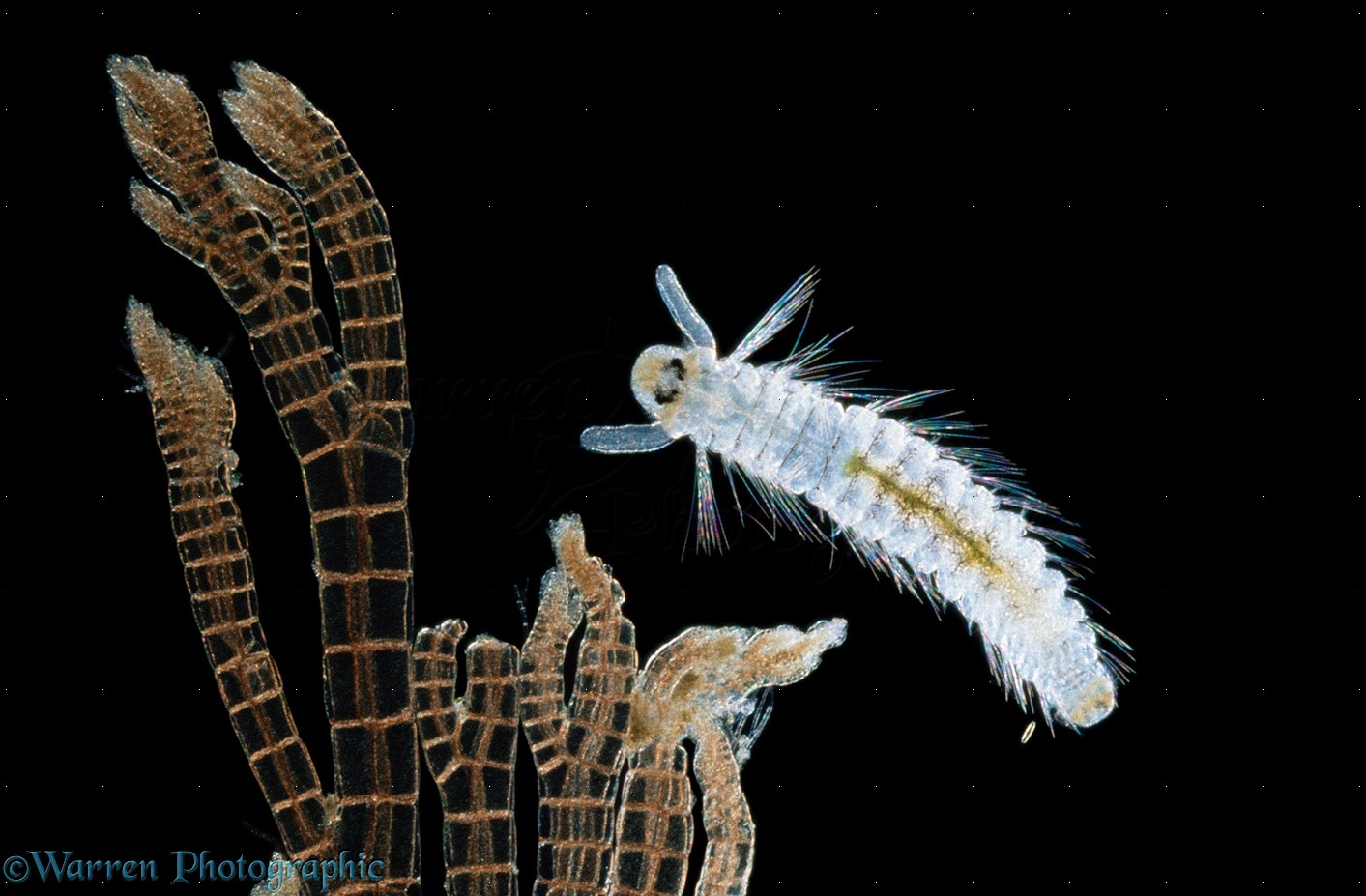 Free-swimming marine bristle worm photo WP11327