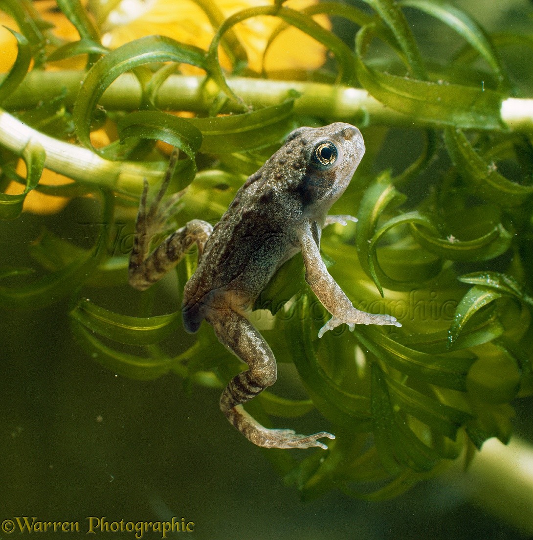 Common Frog baby photo WP12255