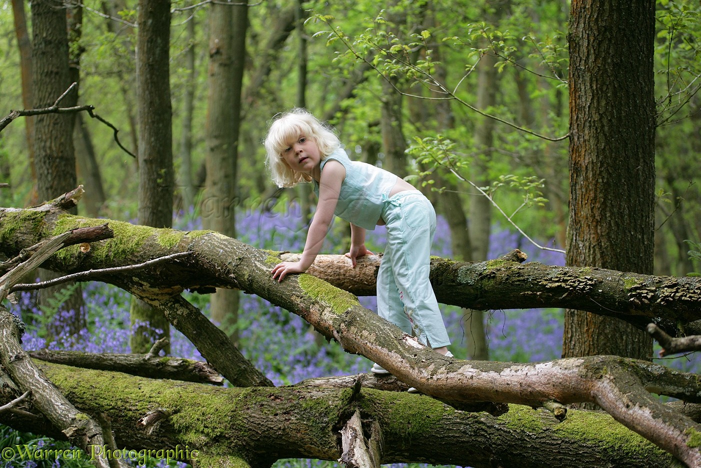 Little girl in climbing fallen tree Bluebell wood photo WP12597