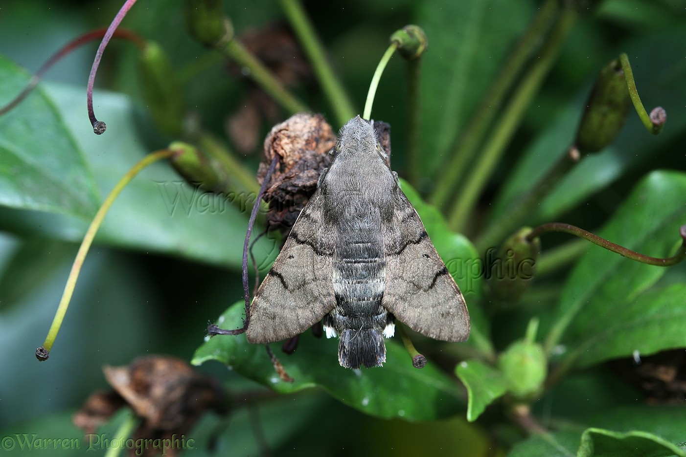 Hawk-moths – Imaging Storm