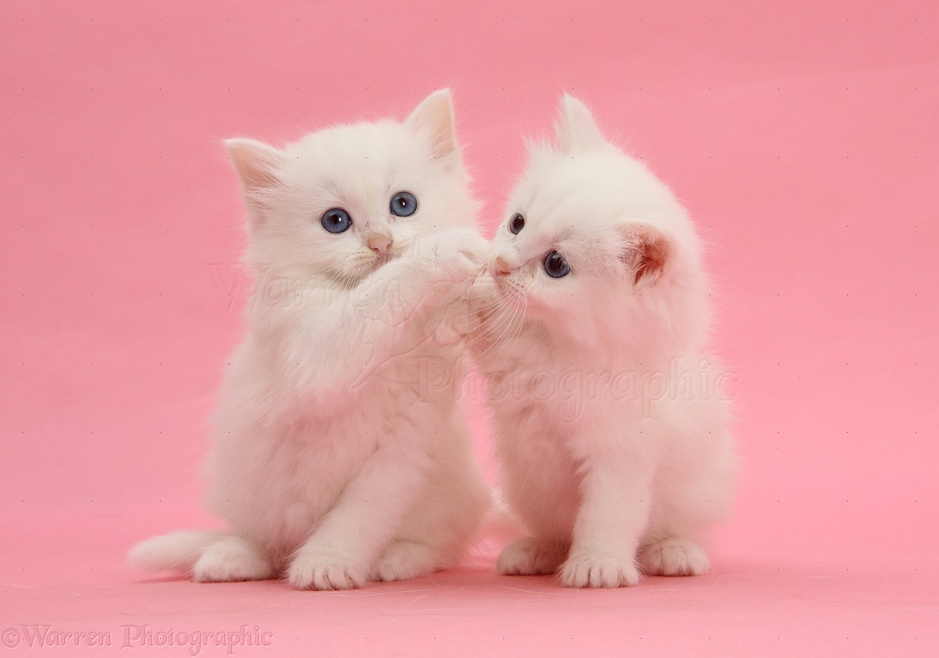 Two white kittens on pink background photo WP27070