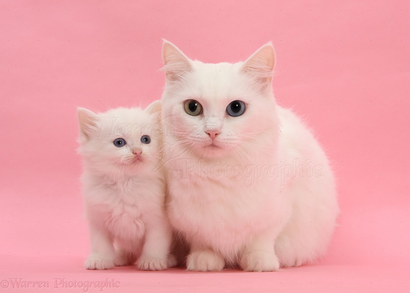 Mother white cat and kitten on pink background photo WP29239