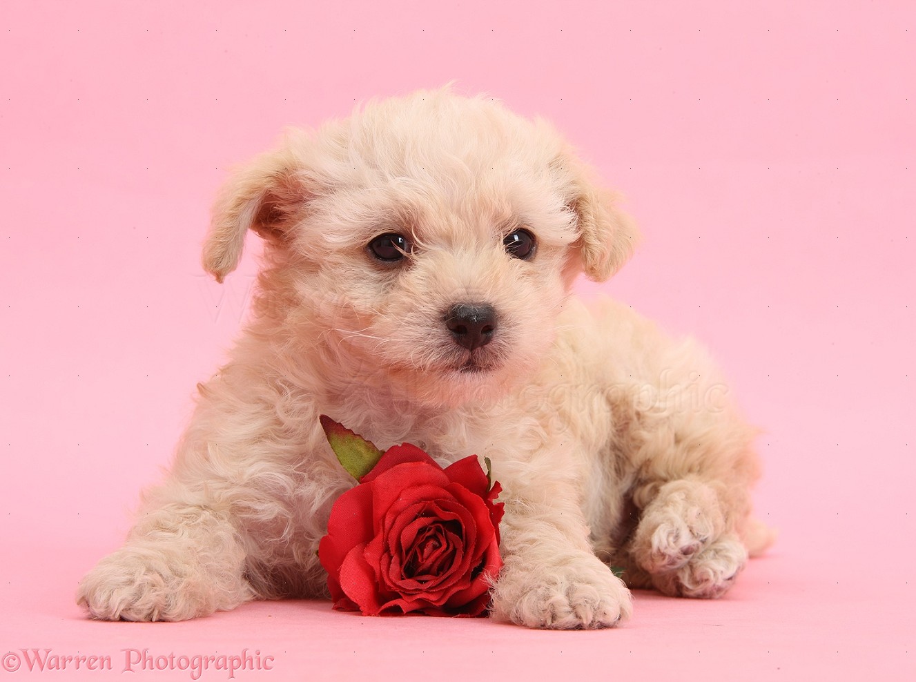 Ngọt ngào! Cùng đón chào Valentine với những hình ảnh chó con đáng yêu và đầy tình cảm nhé!