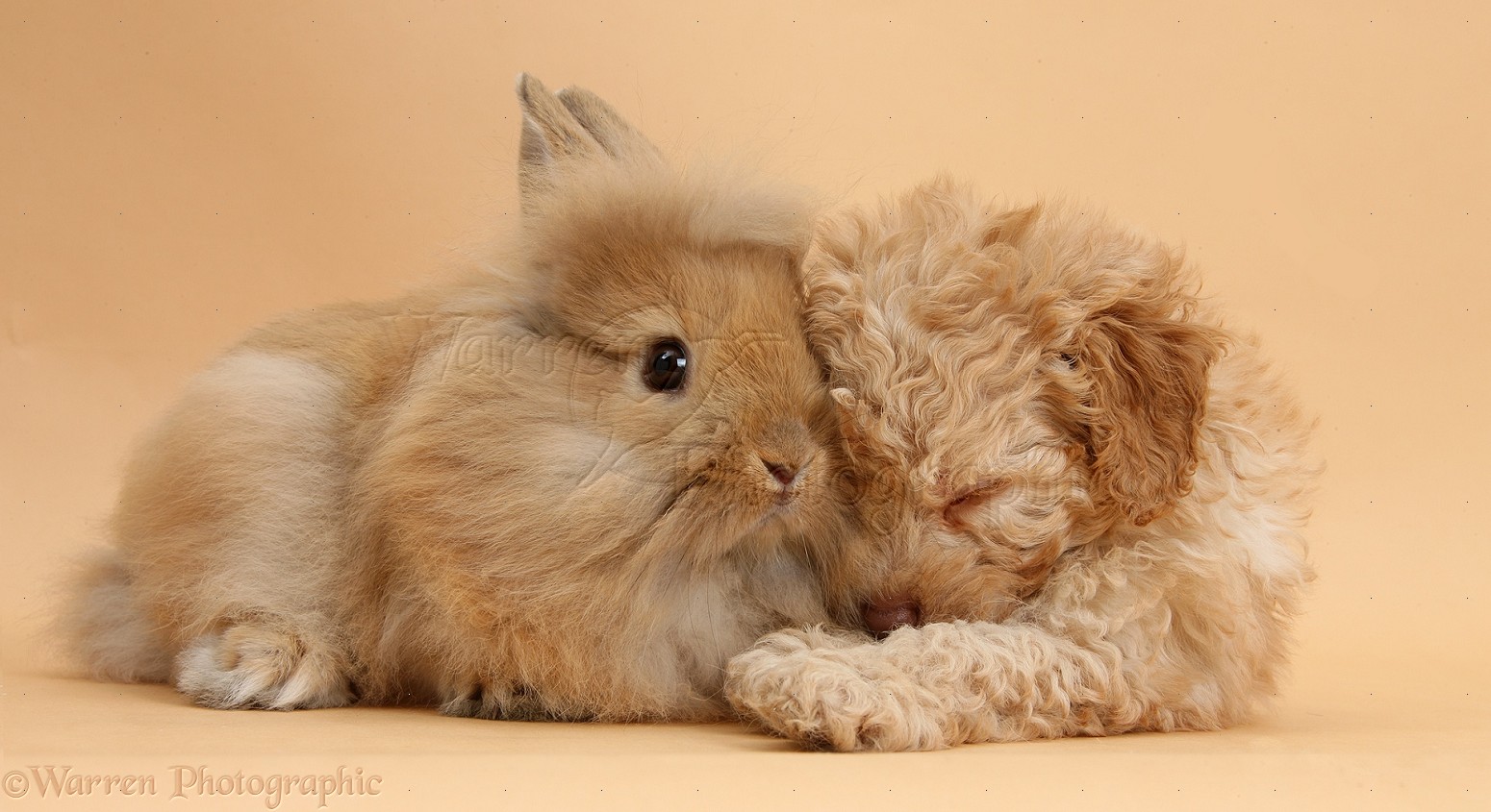 Pets: Sleepy Toy Labradoodle puppy and fluffy bunny photo WP36261