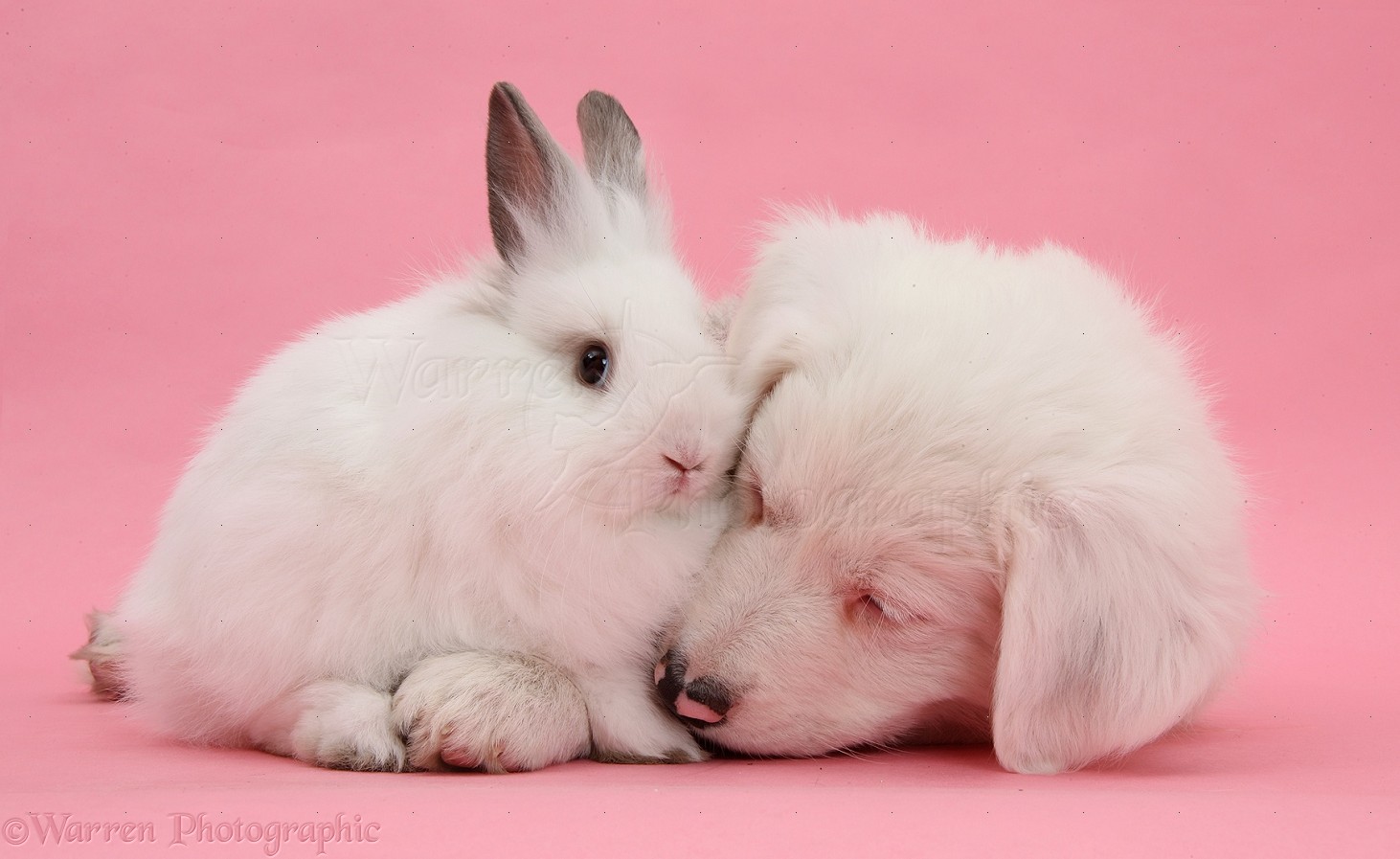 Pets: White Border Collie pup and rabbit on pink background photo WP36313