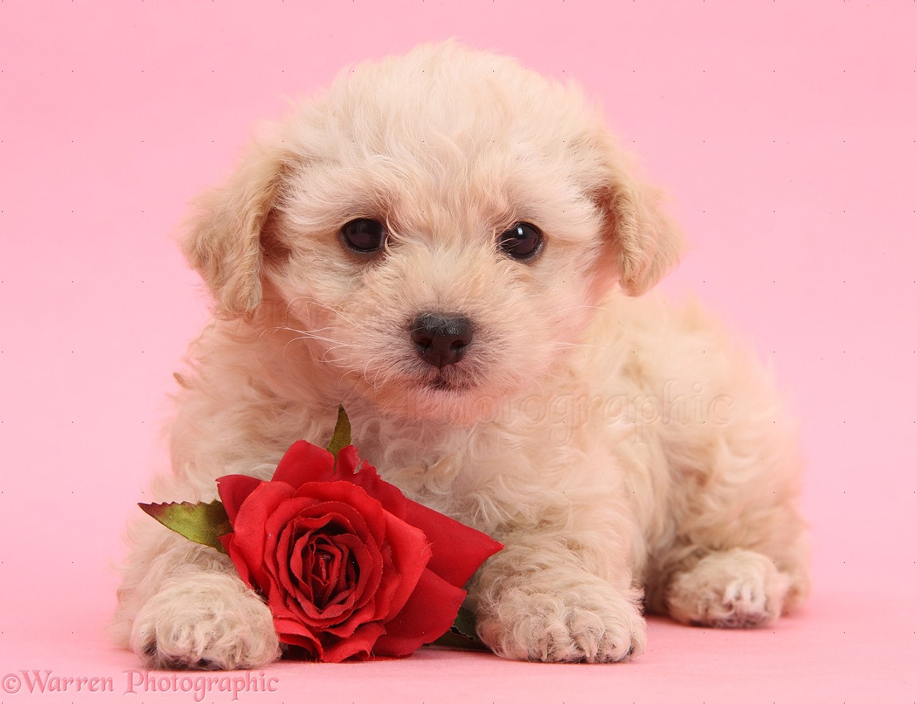 Dog: Cute Valentine puppy with rose on pink background photo WP37872