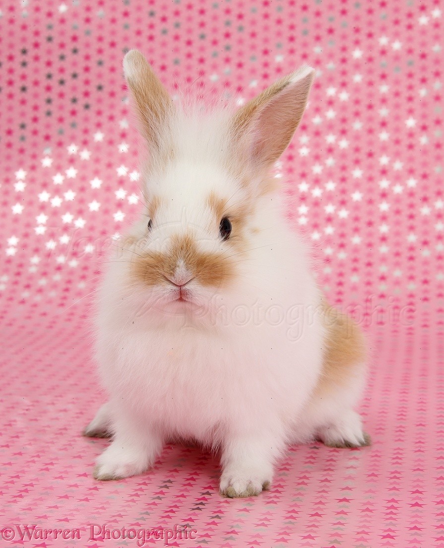 Cute baby bunny, sitting on pink starry background photo WP38933
