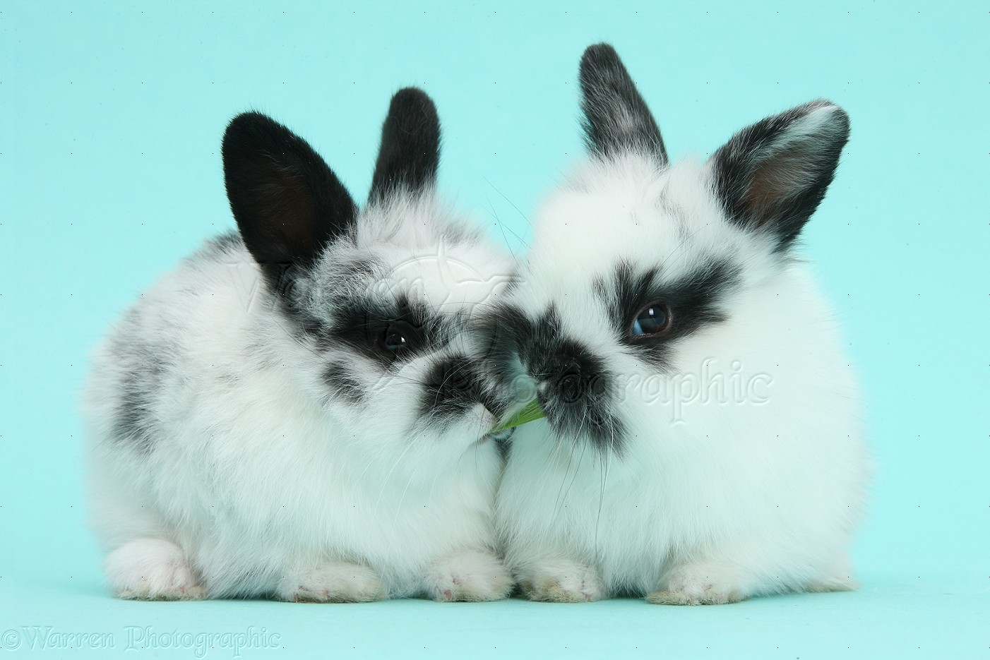 Cute black-and-white baby bunnies on blue background photo WP40459