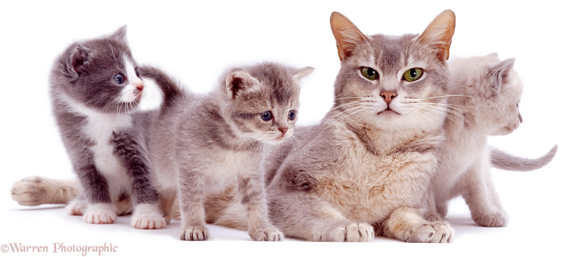 Grey mother cat and kittens photo WP00343