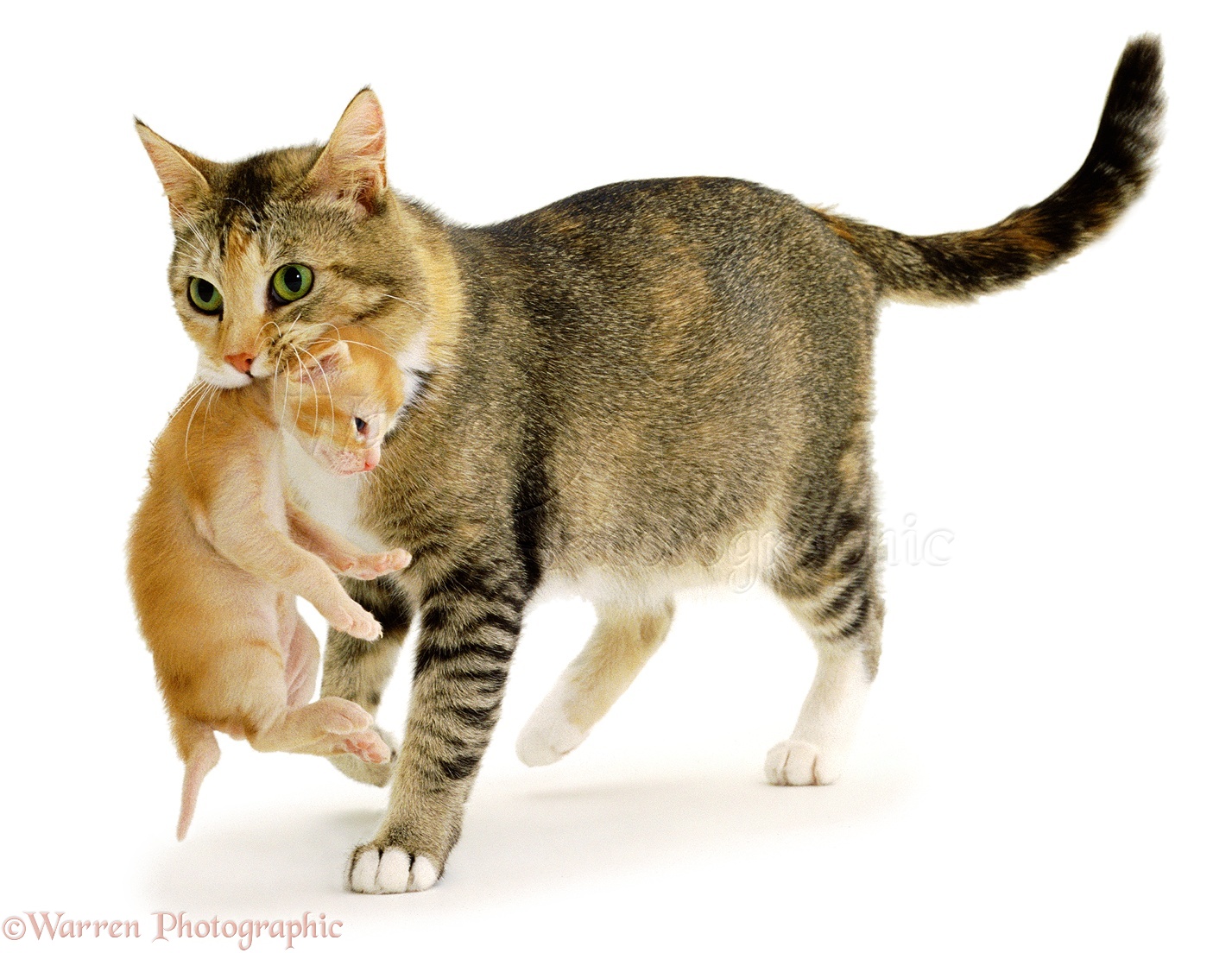 Кота за шкирку можно. Кошка нечеи котенка. Кошка несёт котёнка за шкирку. Котенок за шкирку. Кошка несёт котёнка за загривок.