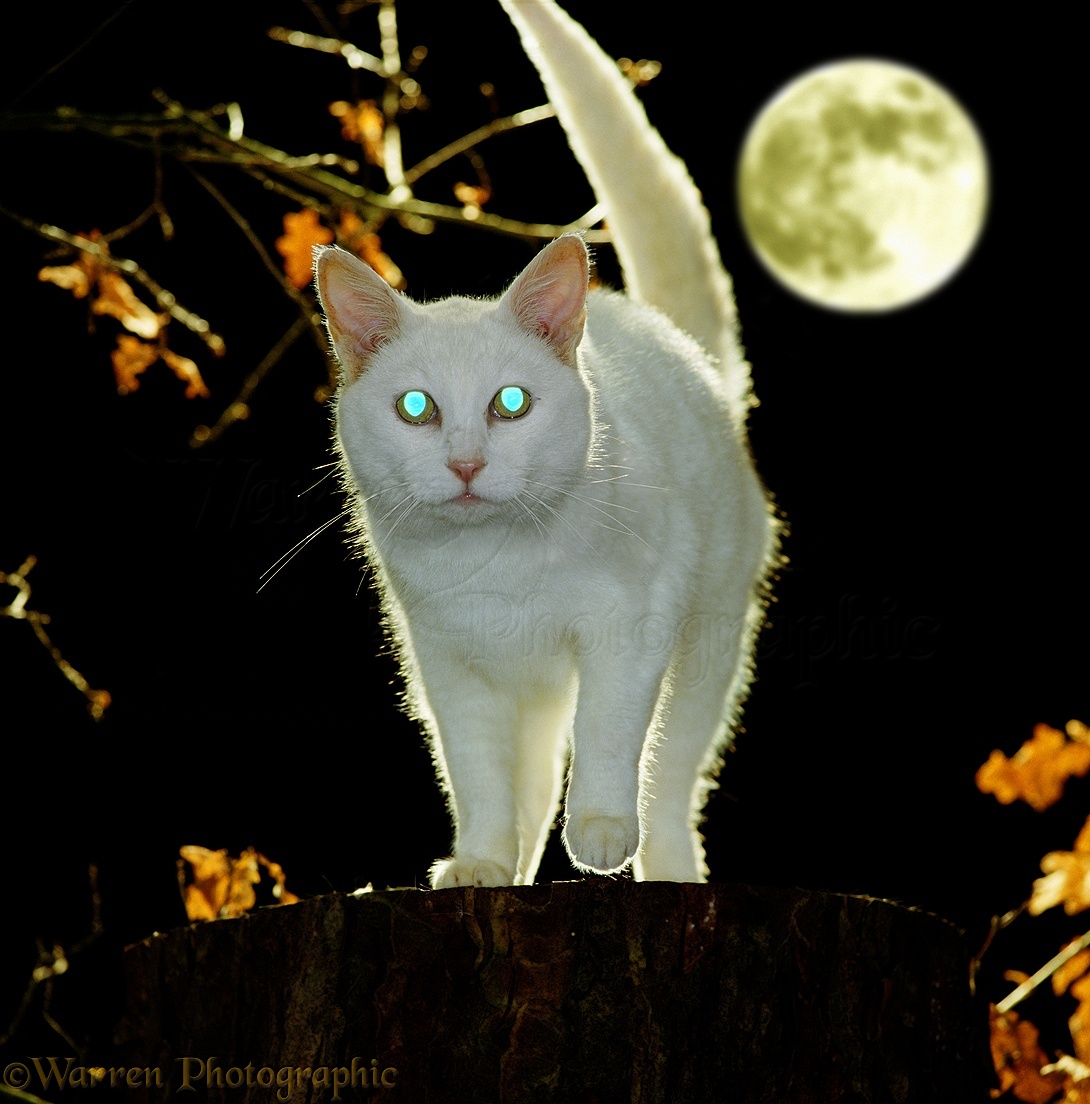 White Cat With Reflecting Eyes At Night Photo Wp00969