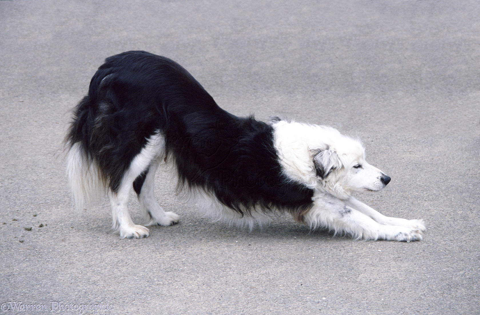 Border Collie dog stretching photo WP01013