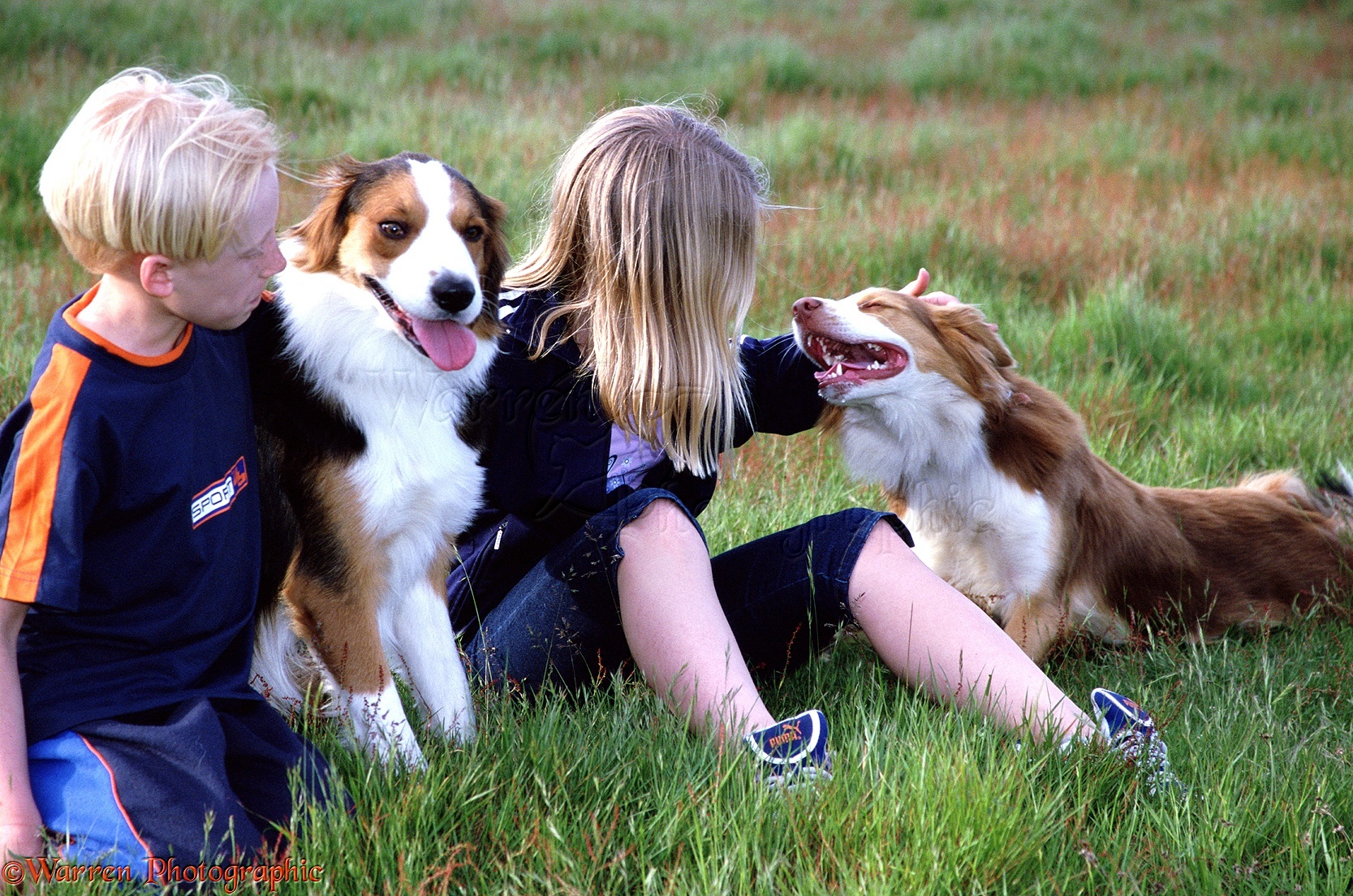 Children with Border Collies photo WP01028