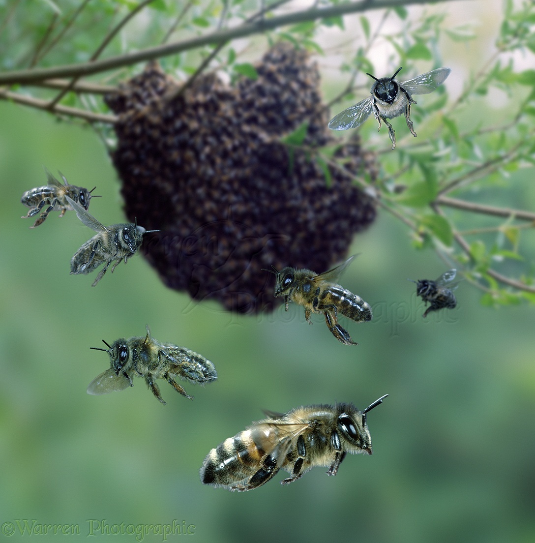 swarm-of-honey-bees-photo-wp01050