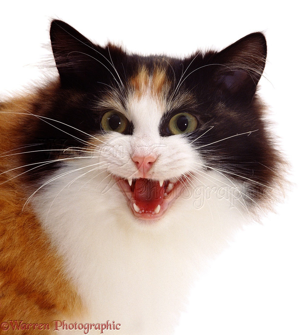 Calico Cat Meowing Loudly Photo Wp01239,Puppy Eyes Gif