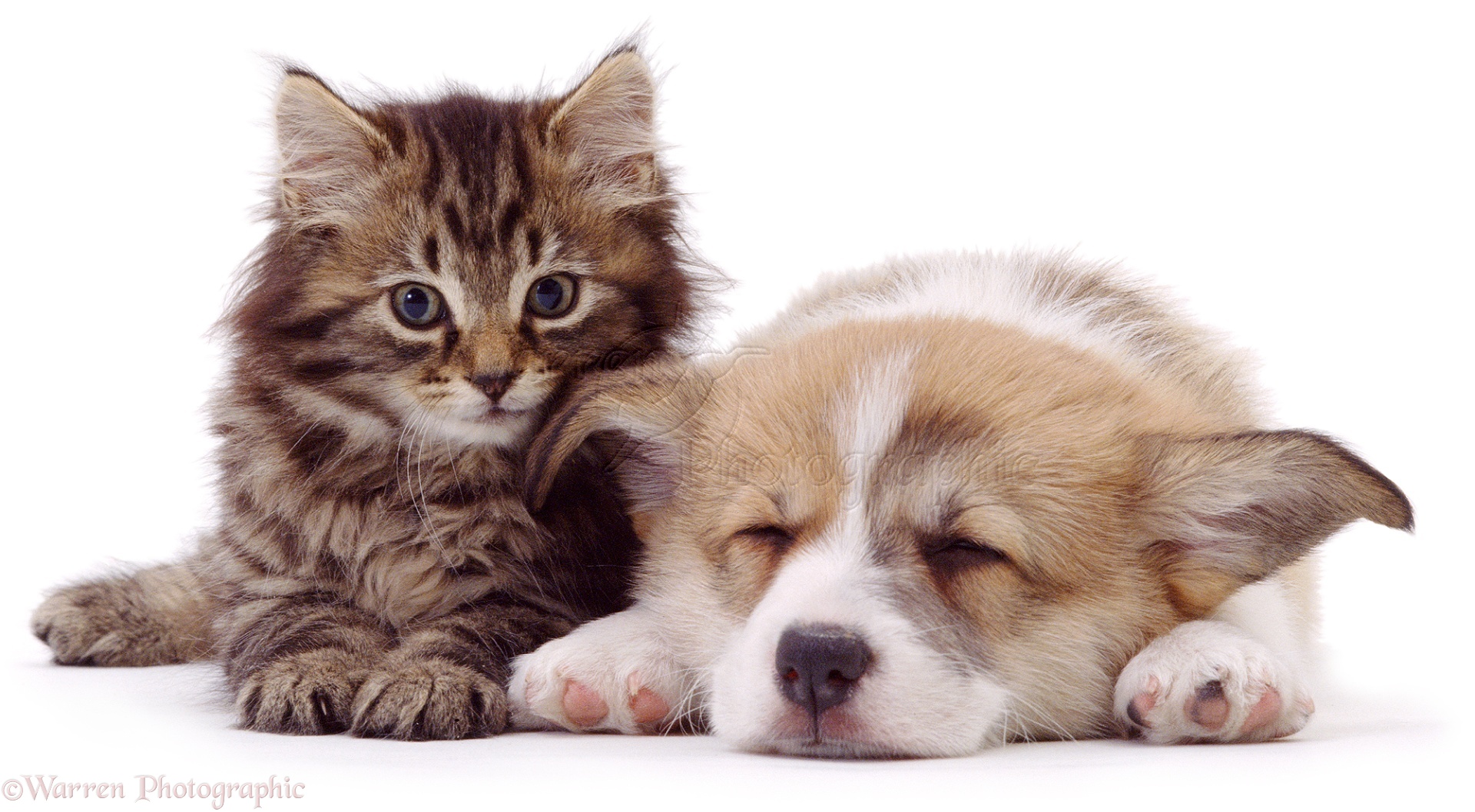 Pets puppy and kitten photo WP01429
