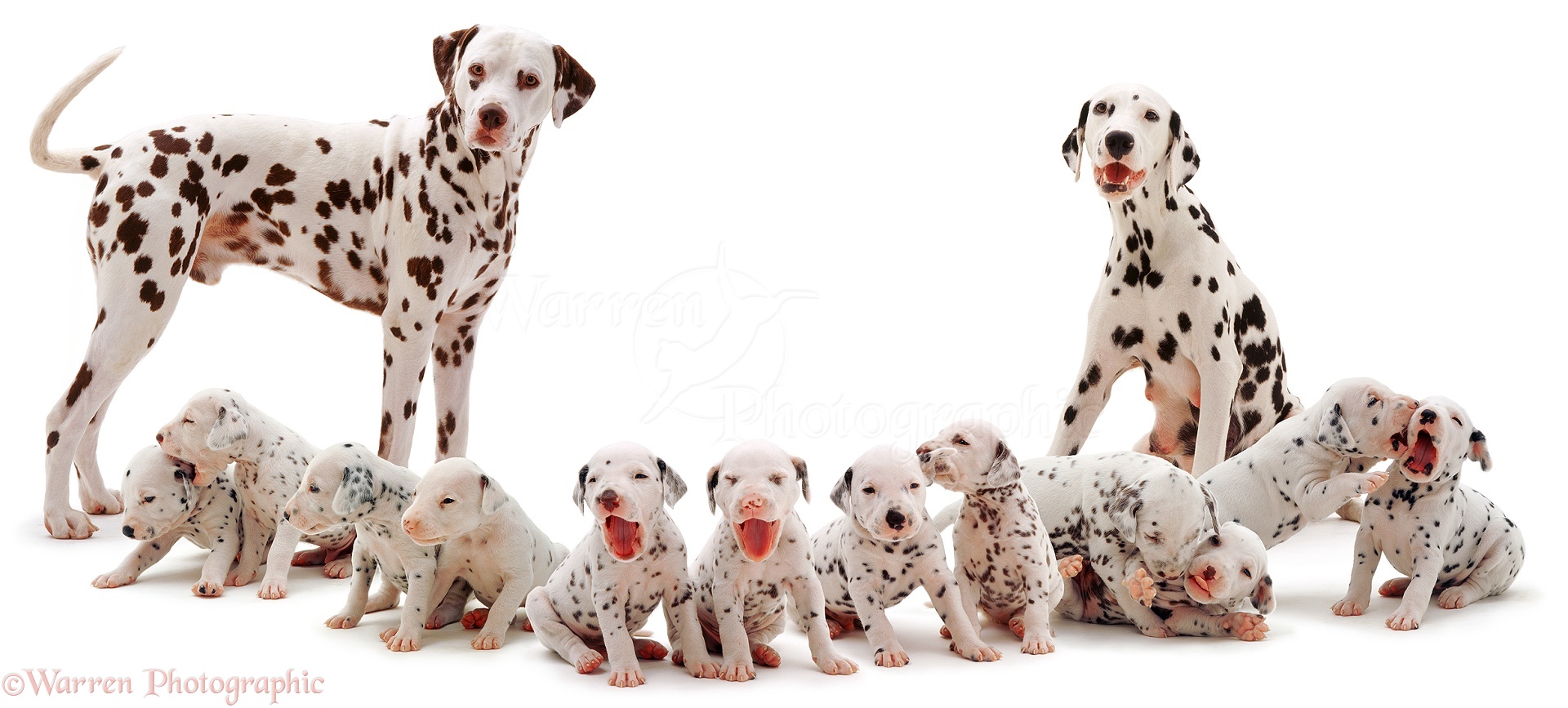 Cute Dogs Image of Dalmatian Family, WP01503.