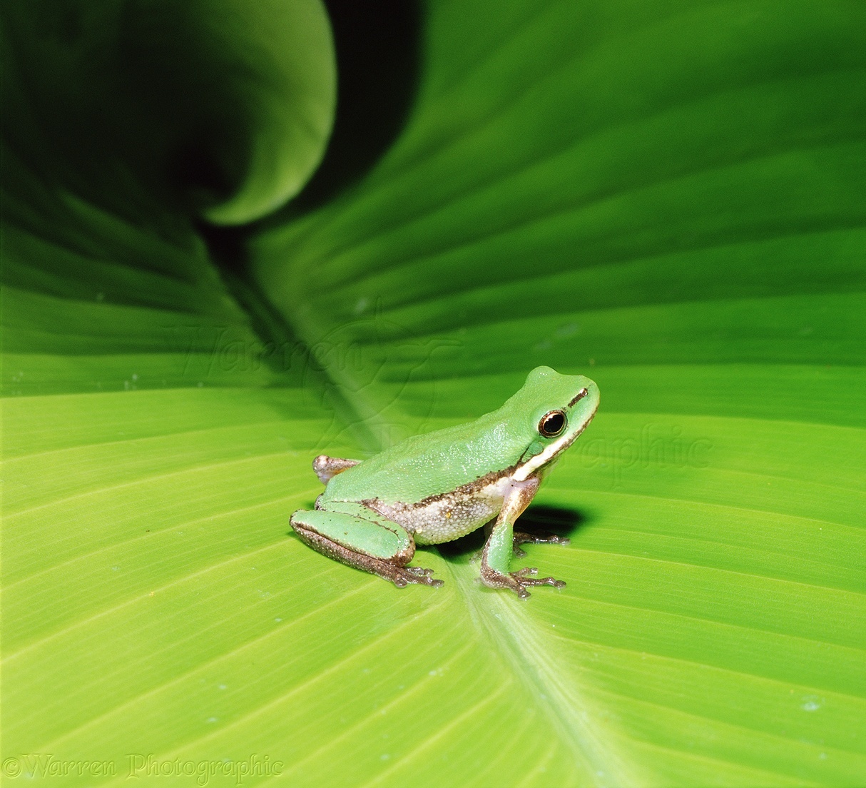 Green Frog On A Green Leaf Photo Wp02522