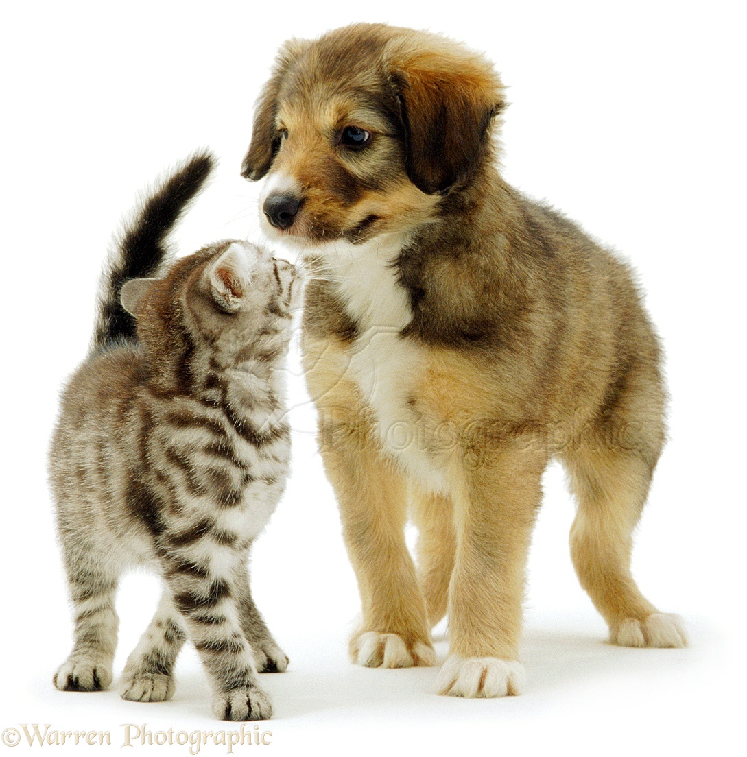 Pets: Kitten and puppy playing photo WP02654