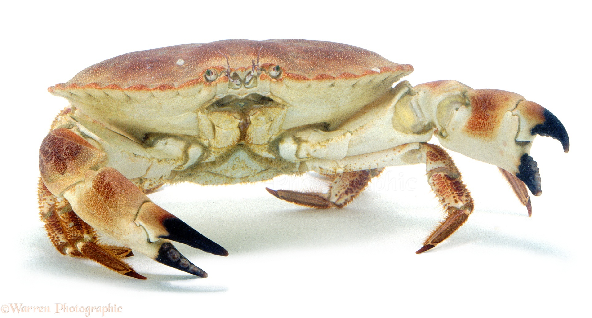 Edible Crab photo WP02806