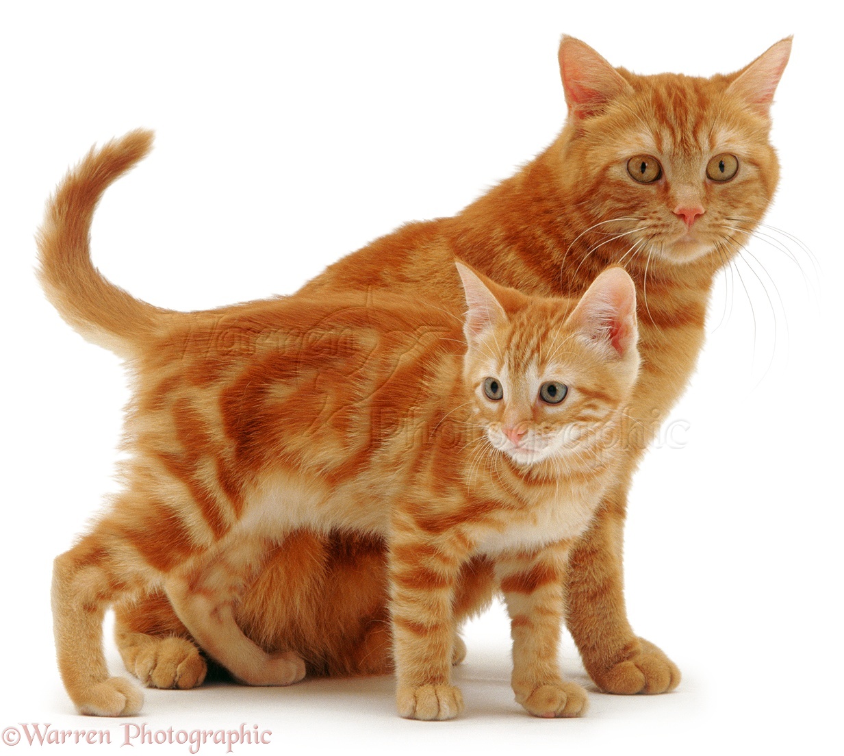 02883 Ginger cat and kitten white background