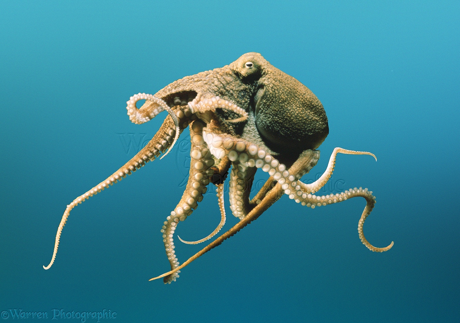 Головоногие осьминог. Головоногие моллюски осьминог. Спрут головоногий моллюск. Длиннощупальцевый Спрут. Октопус Макропус.