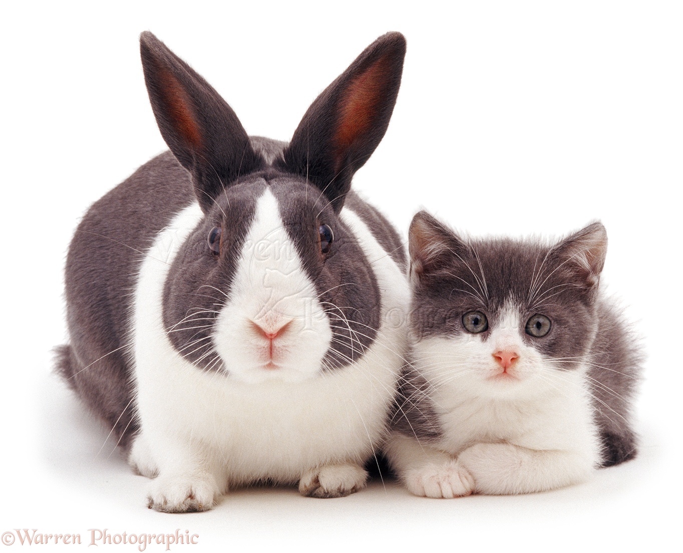 兔子与猫摄影图__家禽家畜_生物世界_摄影图库_昵图网nipic.com