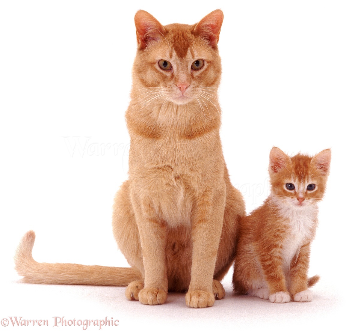 Ginger father cat and kitten  photo WP04567