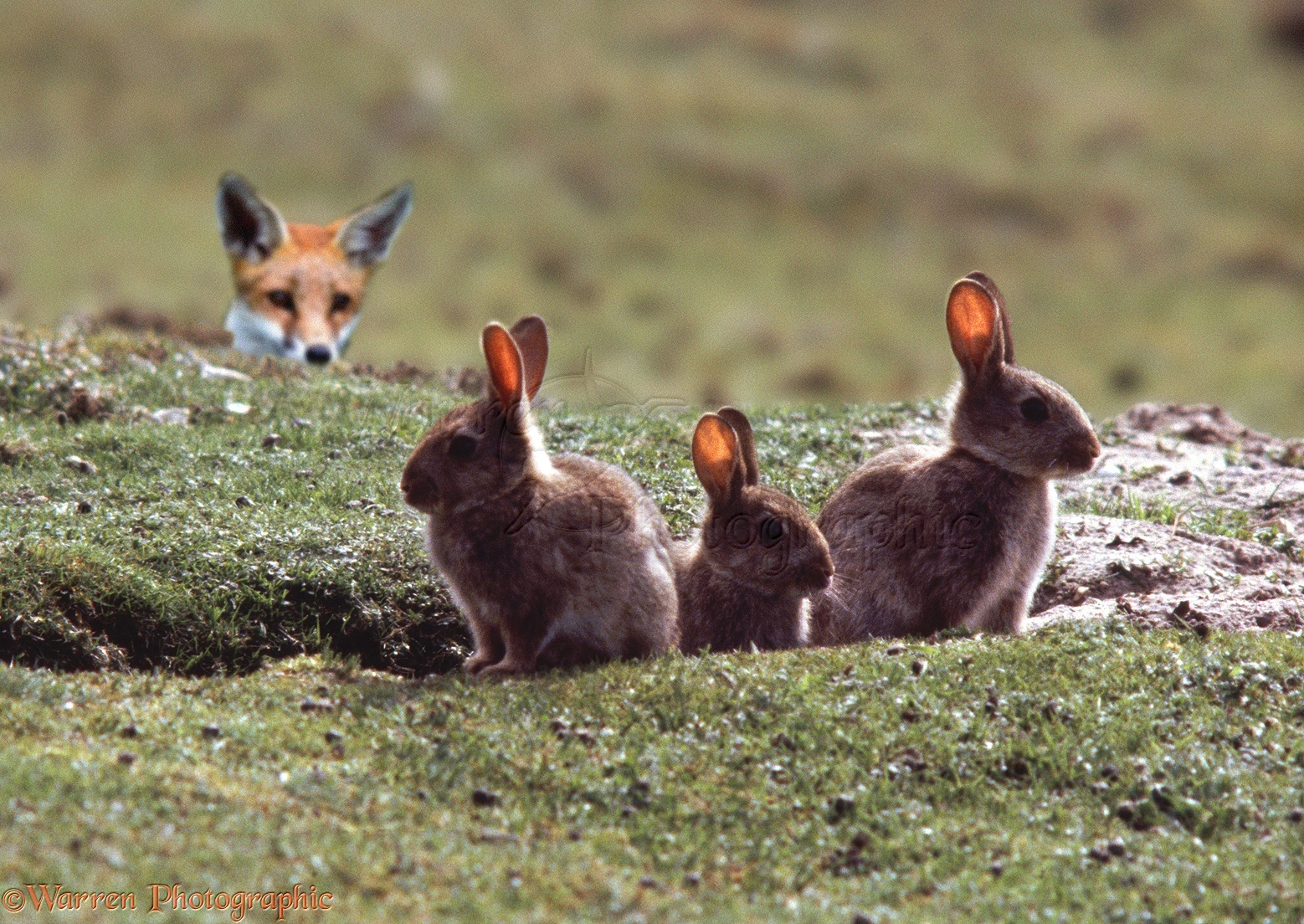 Найди 3 зайца. Дикие кролики в природе. Лисы и зайцы. Зайчик в лесу. Кролик в лесу.