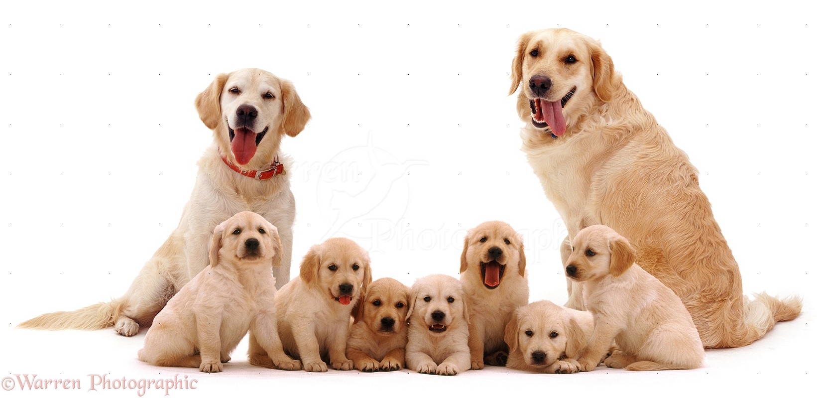 Dogs: Golden Retriever family photo WP06465