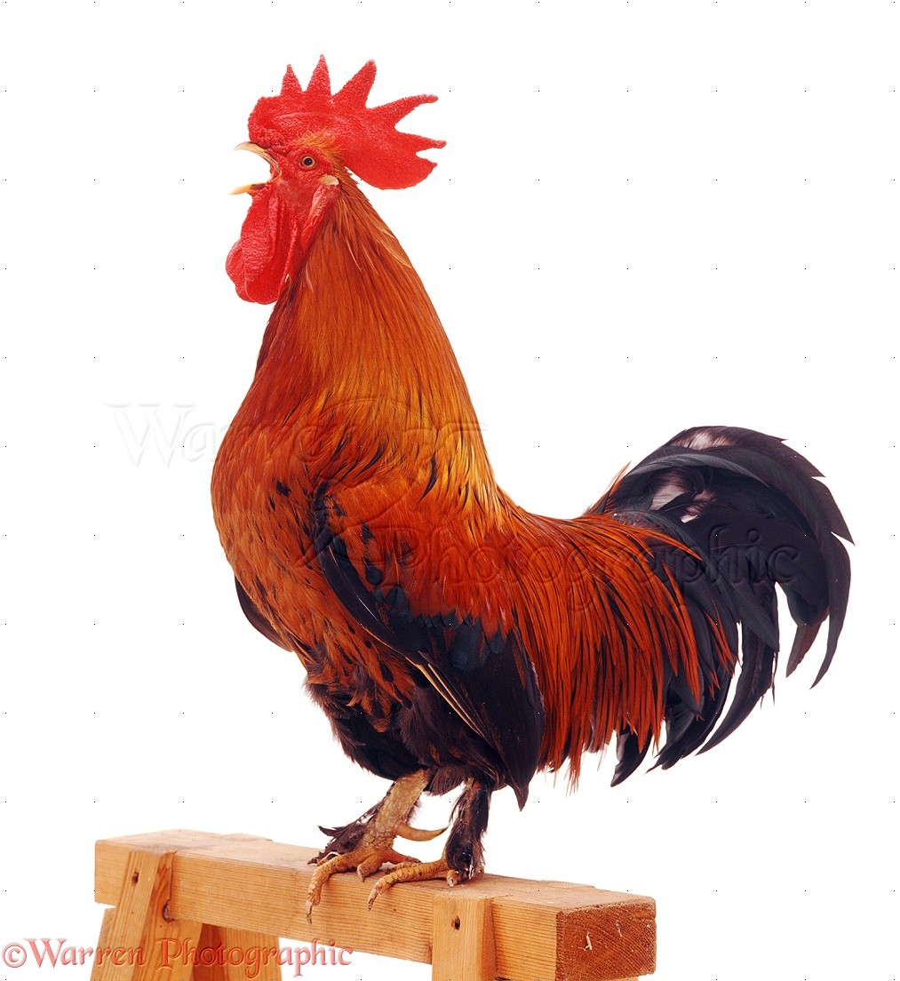 Photo Of A Cock 65