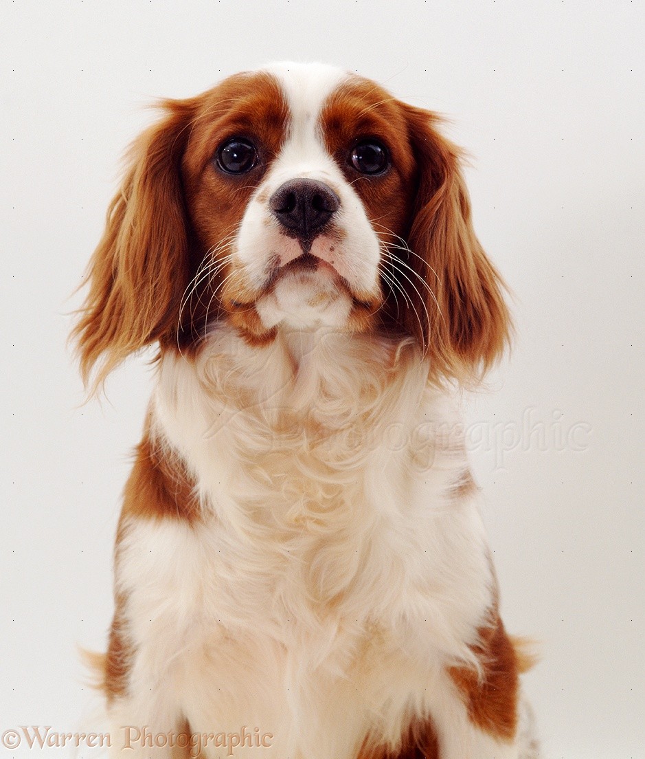 Dog Blenheim Cavalier King Charles Spaniel photo WP07235