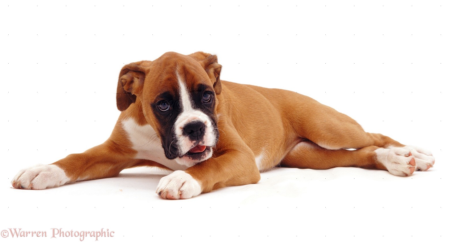 Dog: Boxer puppy, lying with head up photo WP07713