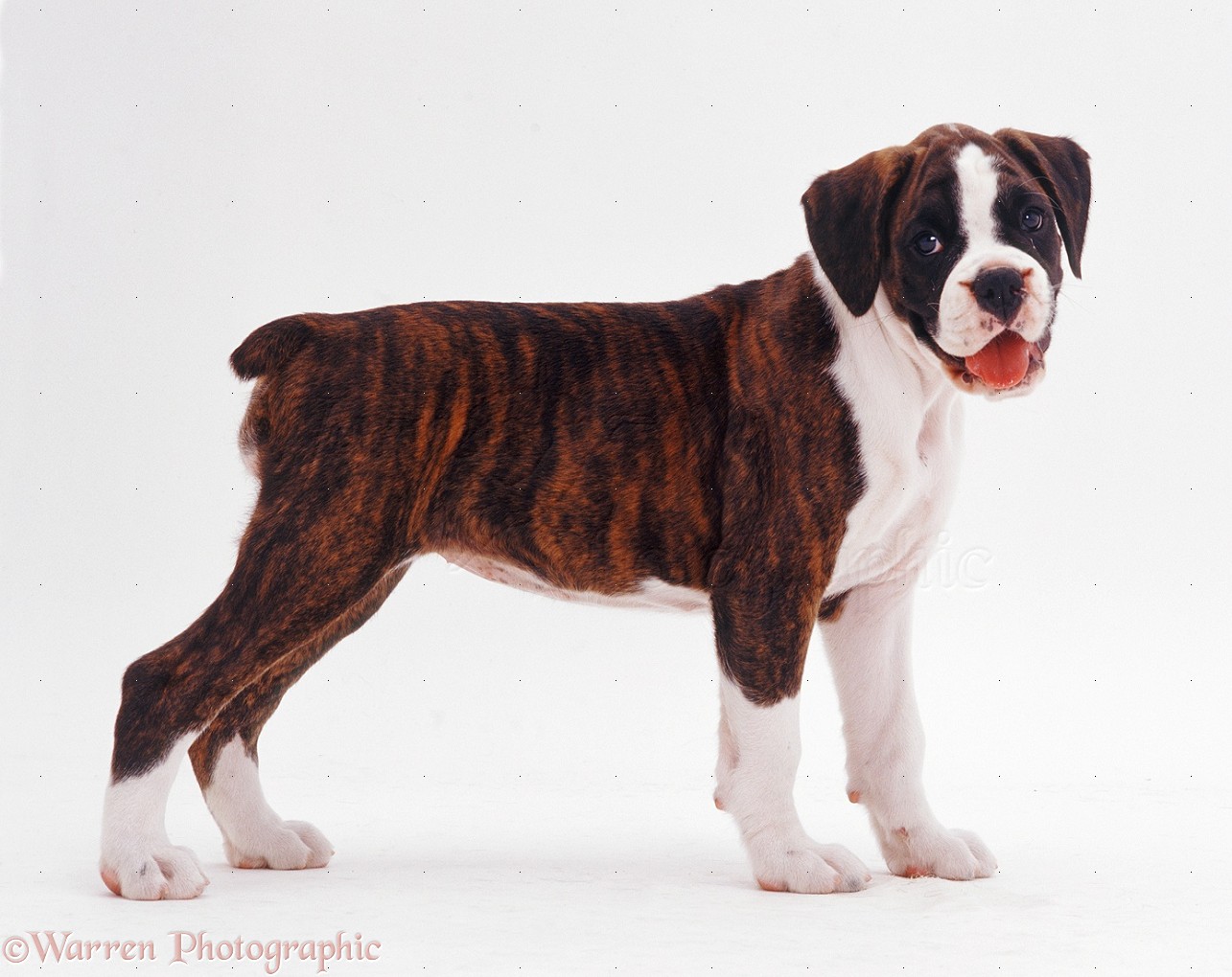 Dog: Brindle-and-white Boxer pup photo 
