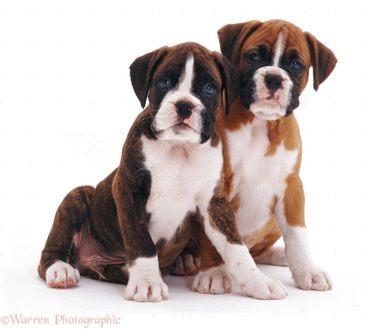 bobtail boxer puppies