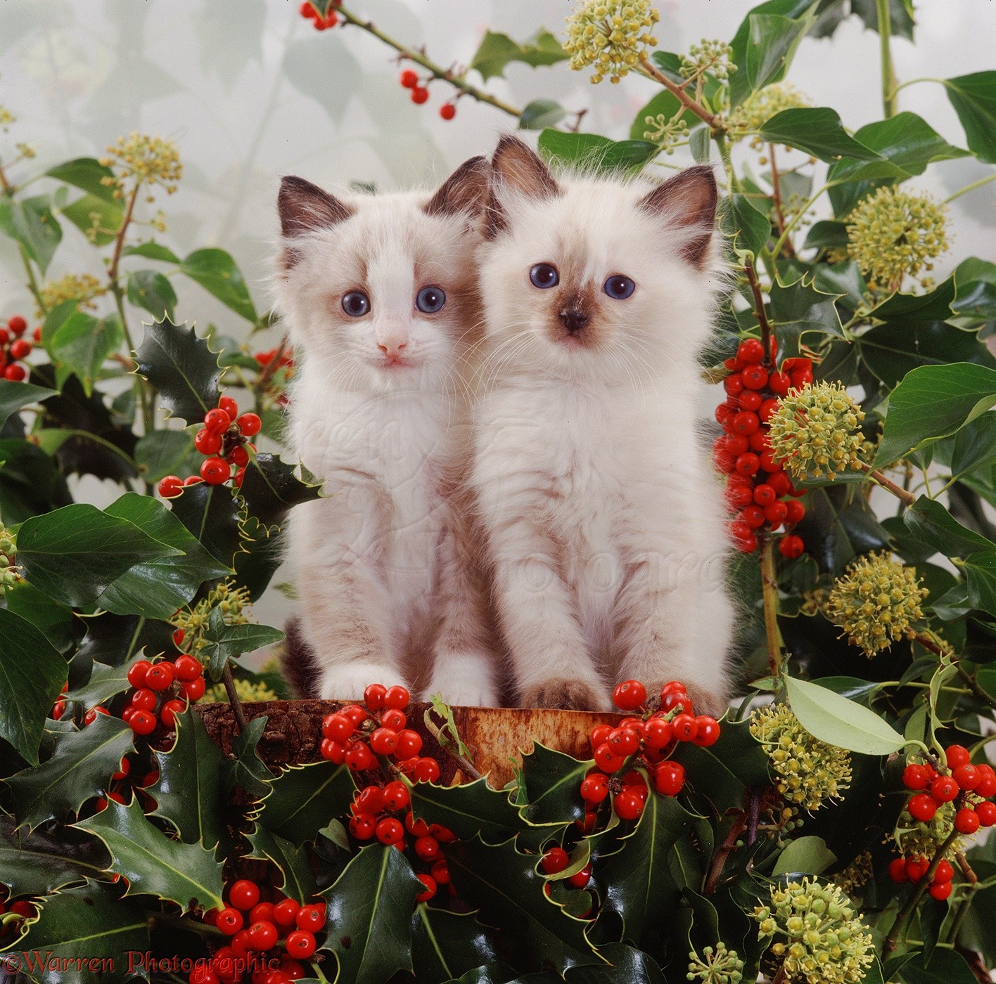 Kittens among holly berries photo WP08203