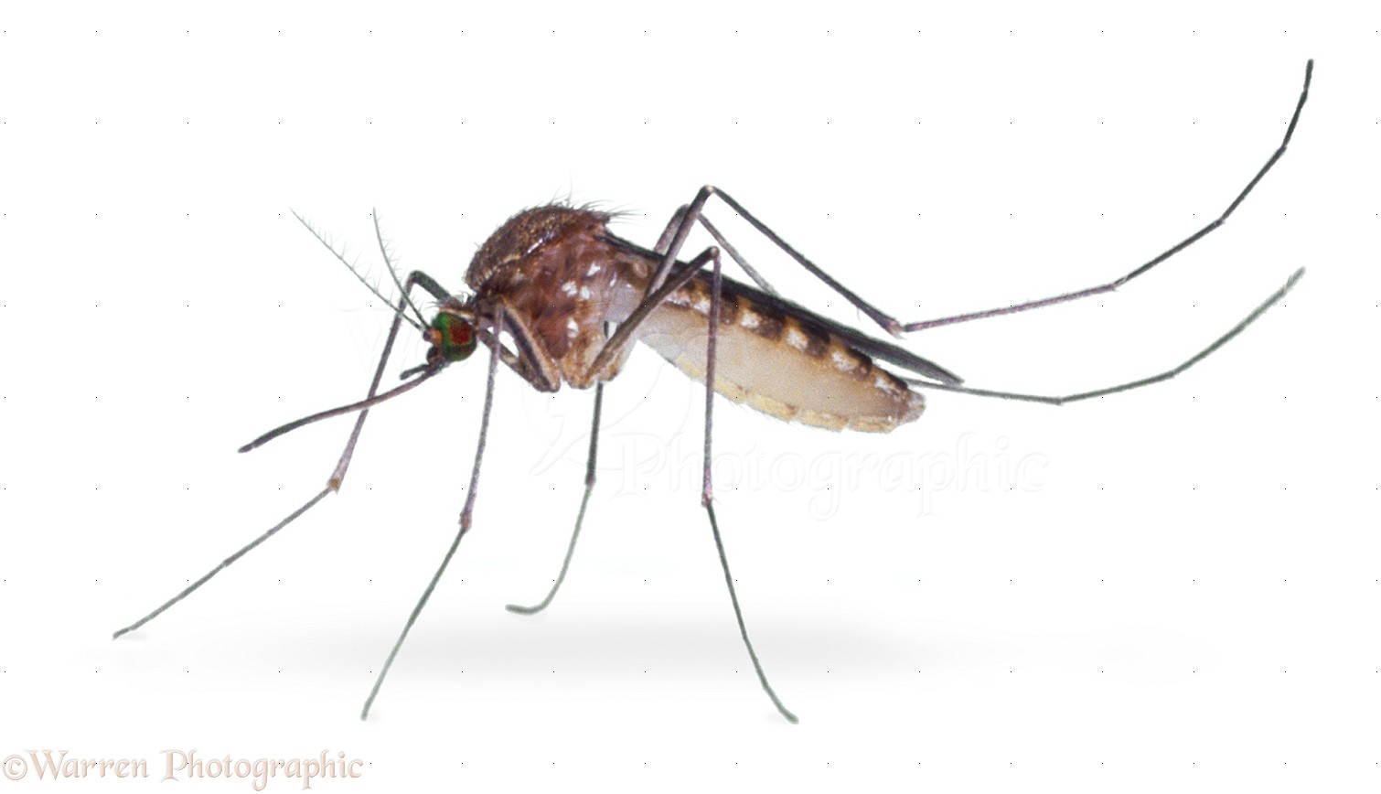 Малярийная муха. Малярийный комар. Anopheles maculipennis. Белый малярийный комар. Малярия комар большой.
