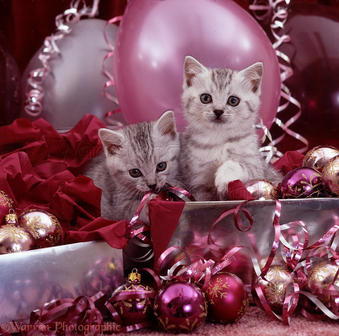 Silver kittens and pink Christmas decorations photo WP08540