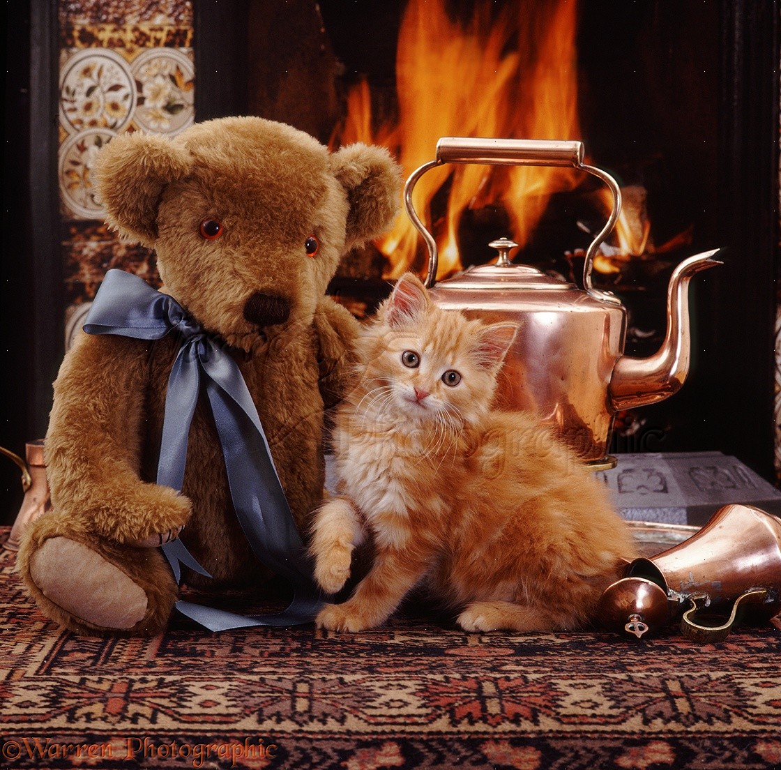 WP08691 Ginger kitten and teddy bear. 