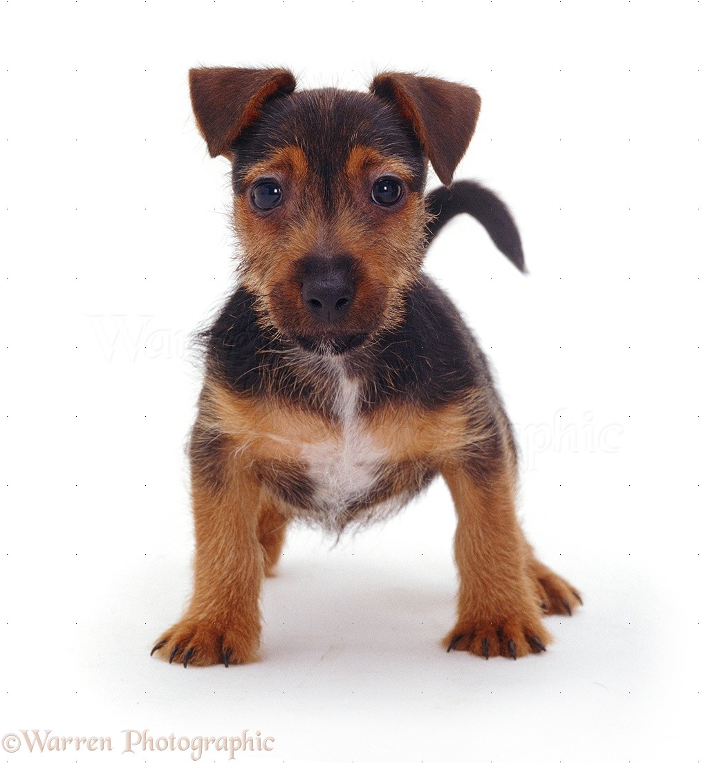 Dog Jack Russell Pup Photo Wp08717
