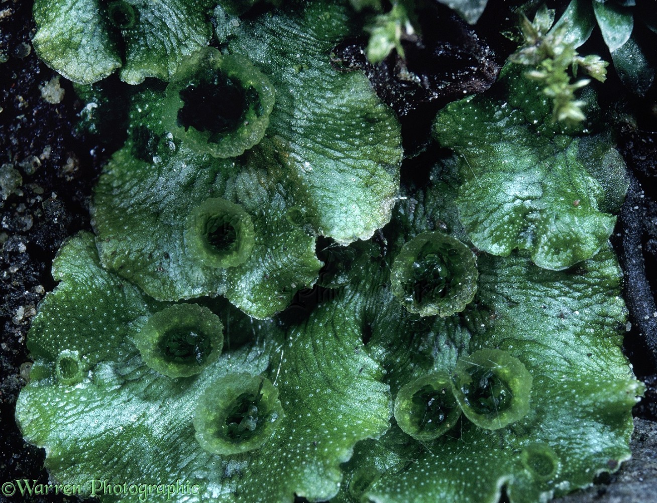 https://fity.club/lists/m/marchantia-spores/