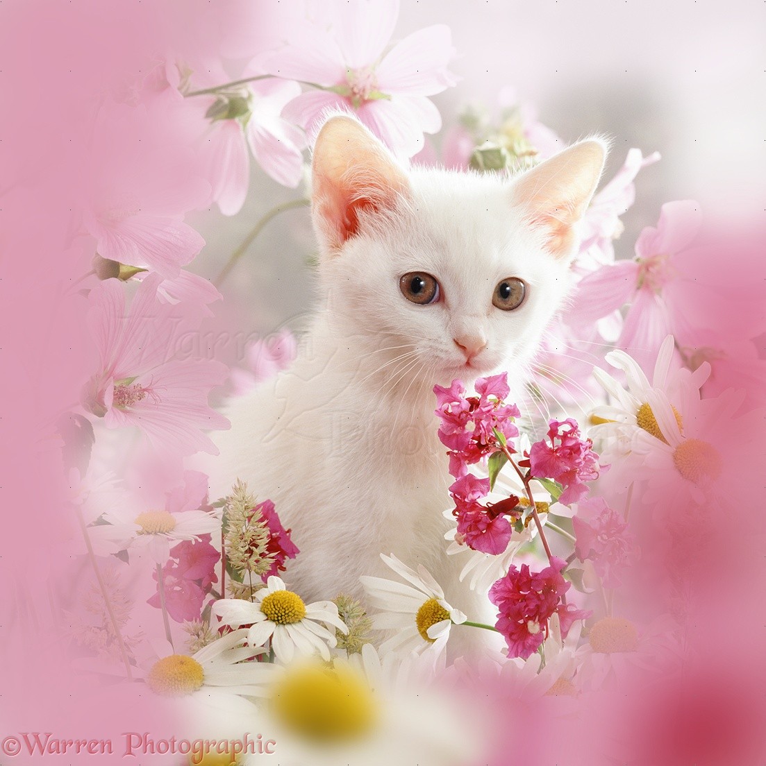 White kitten and pink  flowers photo WP08965
