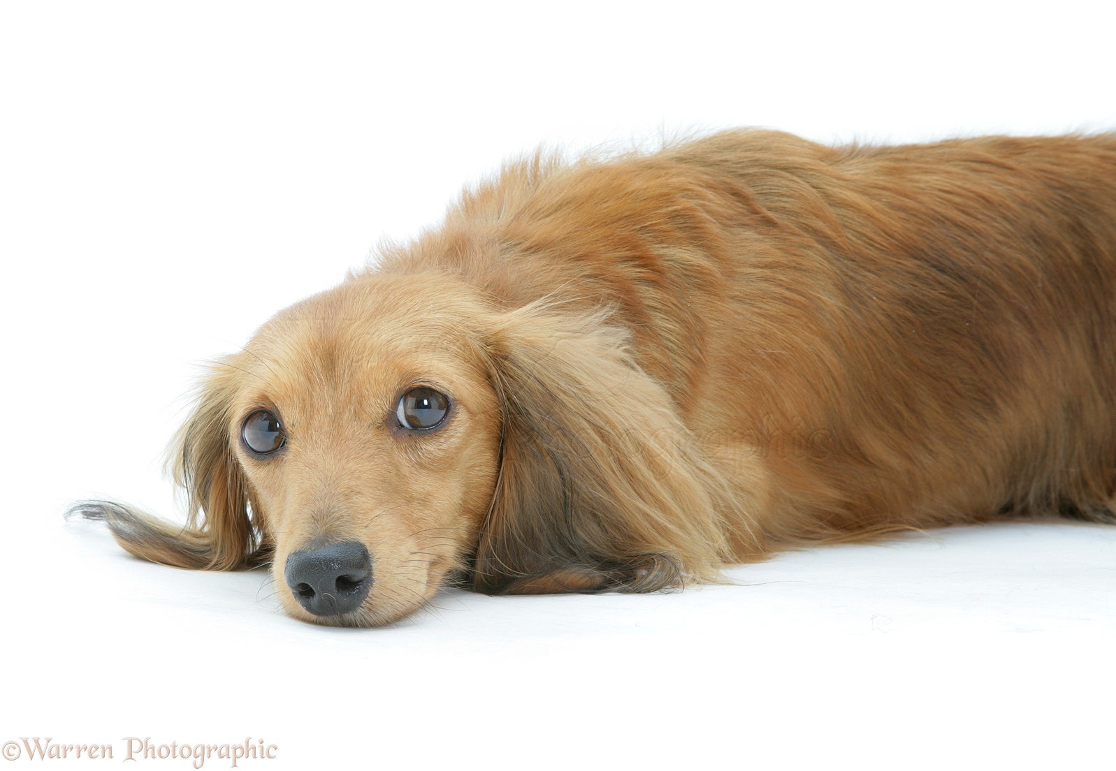 Dog Miniature Short Haired Dachshund Lying Down On Laundry Pile