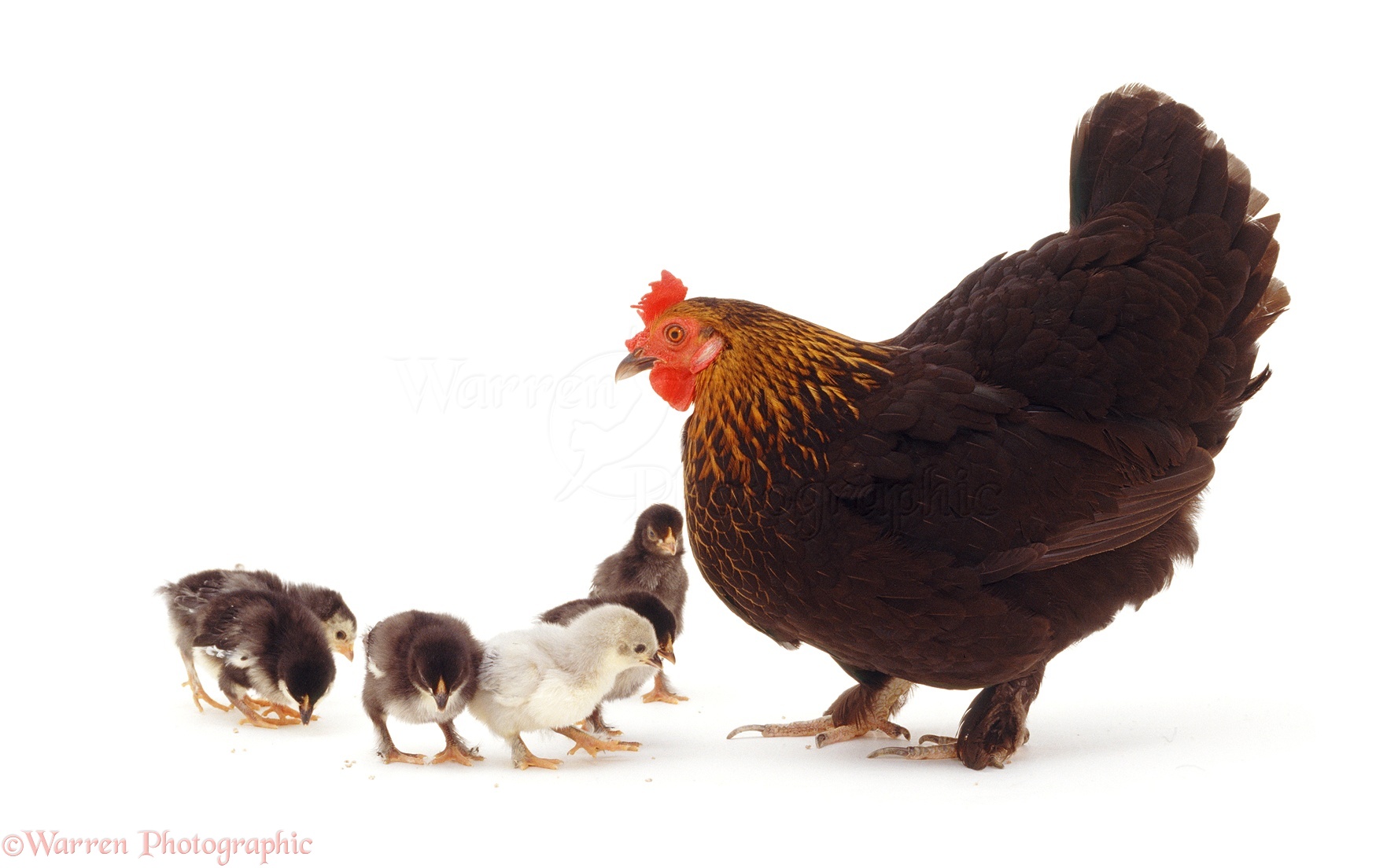 little black bantam hen with chicks