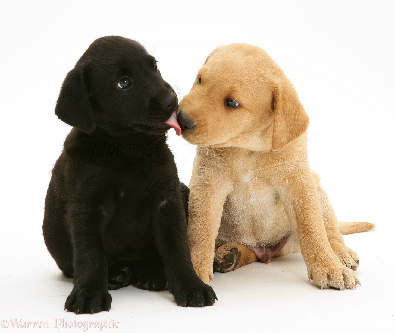 can 2 yellow labs have black puppies