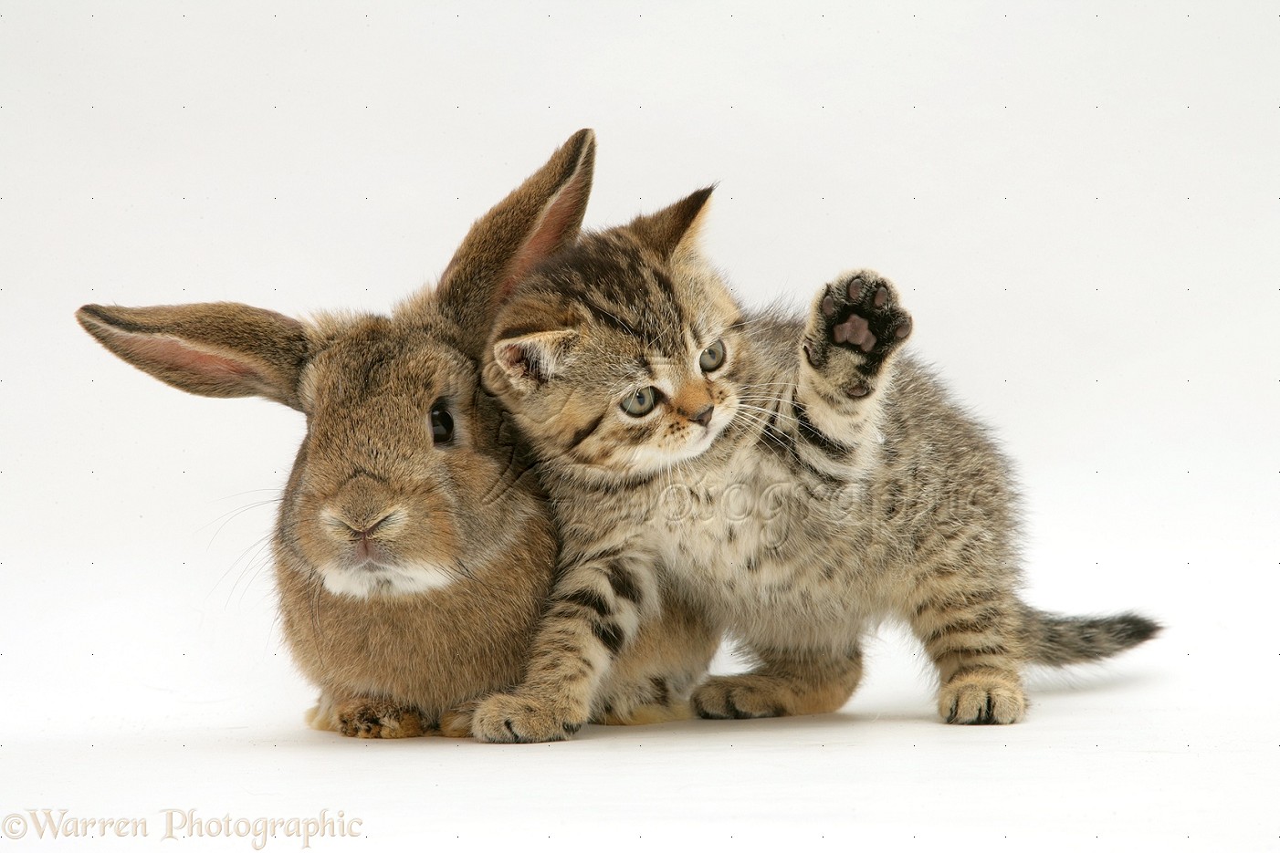 Обнинская с зайчиком. Кот и заяц. Кролик и котик. Милые котики и зайчики. Котенок и Зайчонок.