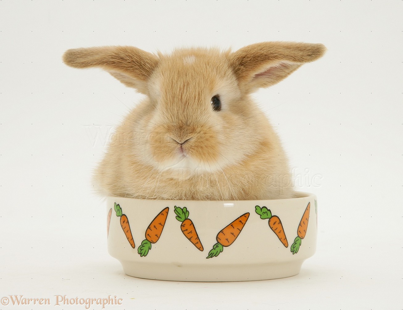 Sandy Lop Baby Rabbit In A Food Bowl Photo Wp10566