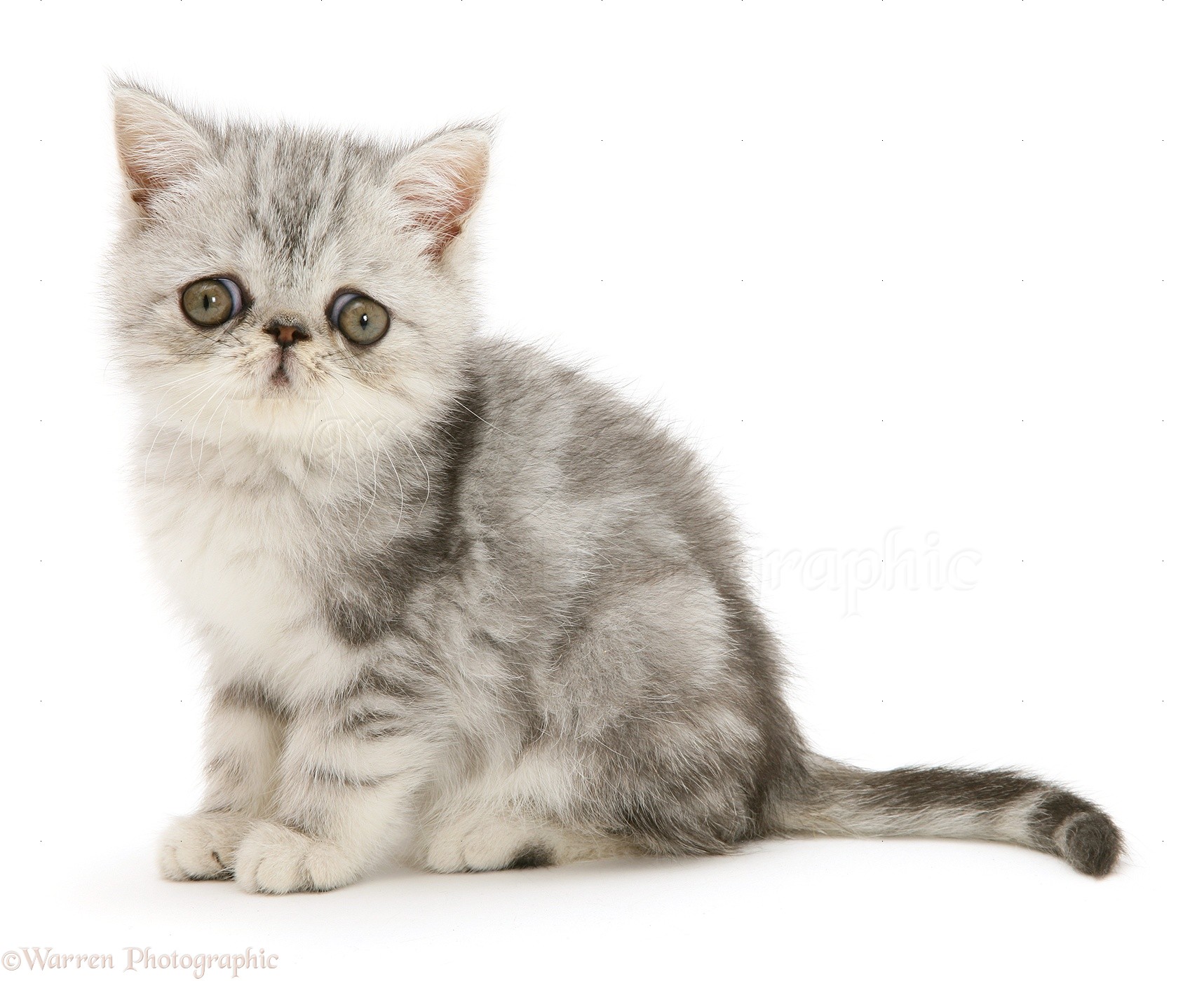 Silver Exotic shorthair kitten photo WP10782